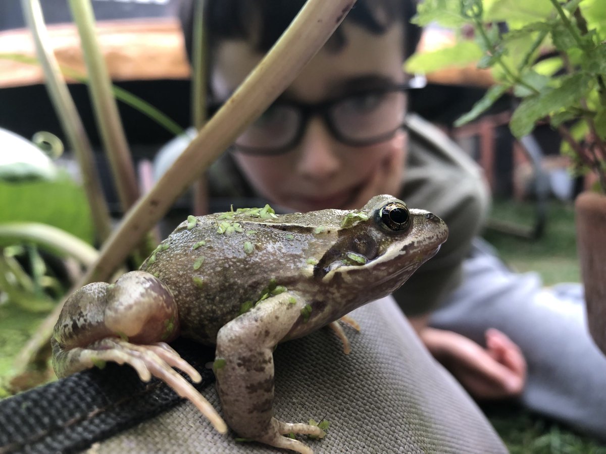 Jfpol's tweet photo. Tiny pond, but all that’s needed to make a frog loving 8 yr old very happy! #frog https://t.co/FrKHJWVSKv