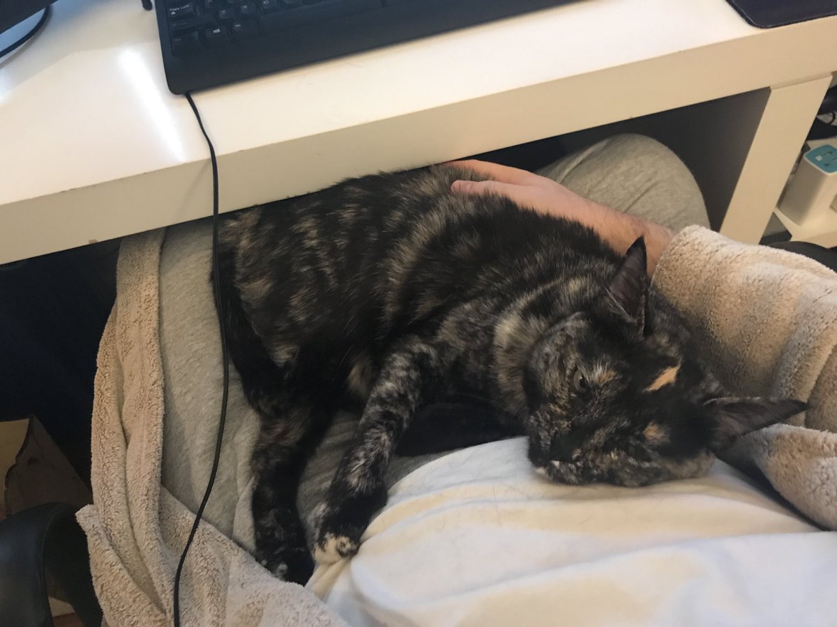 DandreaGremio's tweet photo. Reunião com o papai.
#gatosa #homeoffice https://t.co/COj6bTlQn8