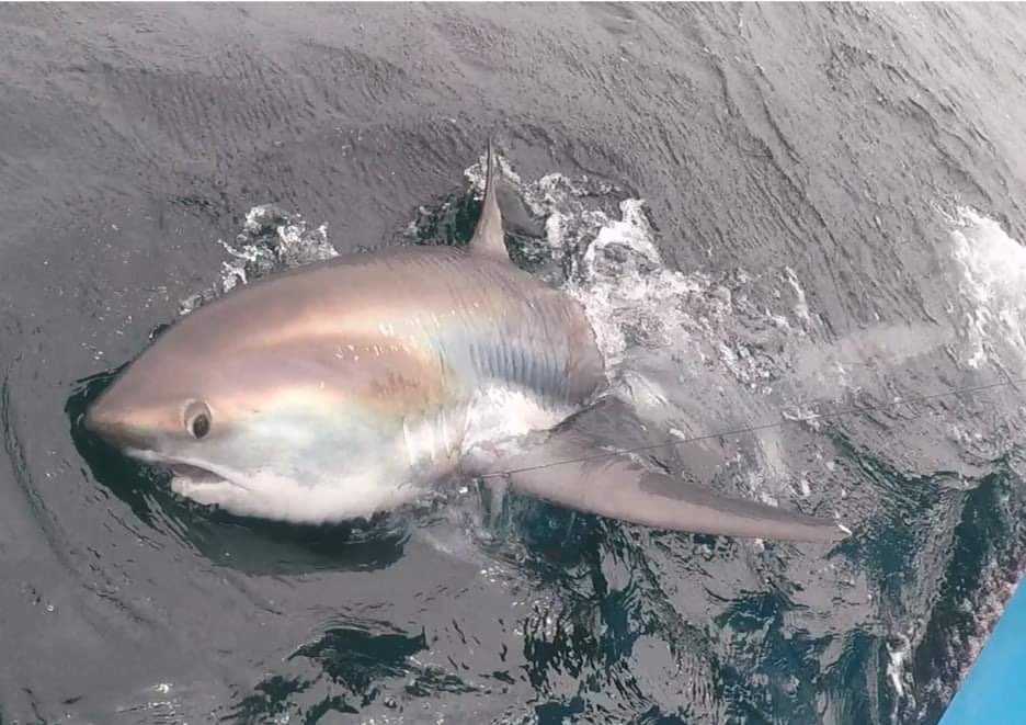 DrGeorgia_Jones's tweet image. I have one thing to say about today’s #shark #fieldwork. THRESHER!!!!! Huge thanks to Murray Collings of Swallow II, John the awesome crew and the lovely family that let me join their trip. I still can’t quite believe it! @SharkHubUK @BU_Research #BU_CEES #uksharks #thresher
