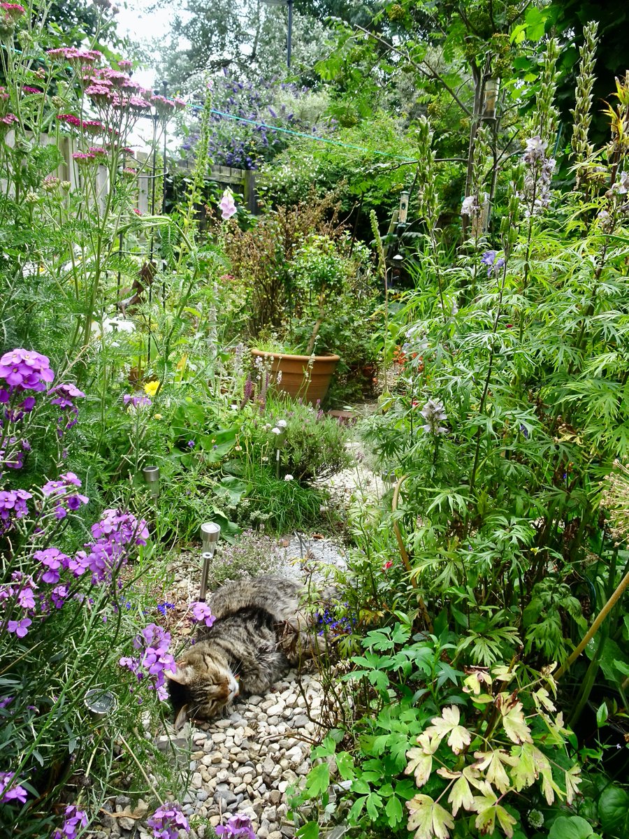 Bencat90866404's tweet photo. Had a lovely afternoon. Was a bit hot for #Hedgewatch activities so slept in the Thyme zone. #CatsOfTwitter https://t.co/J8kHsYtuTT