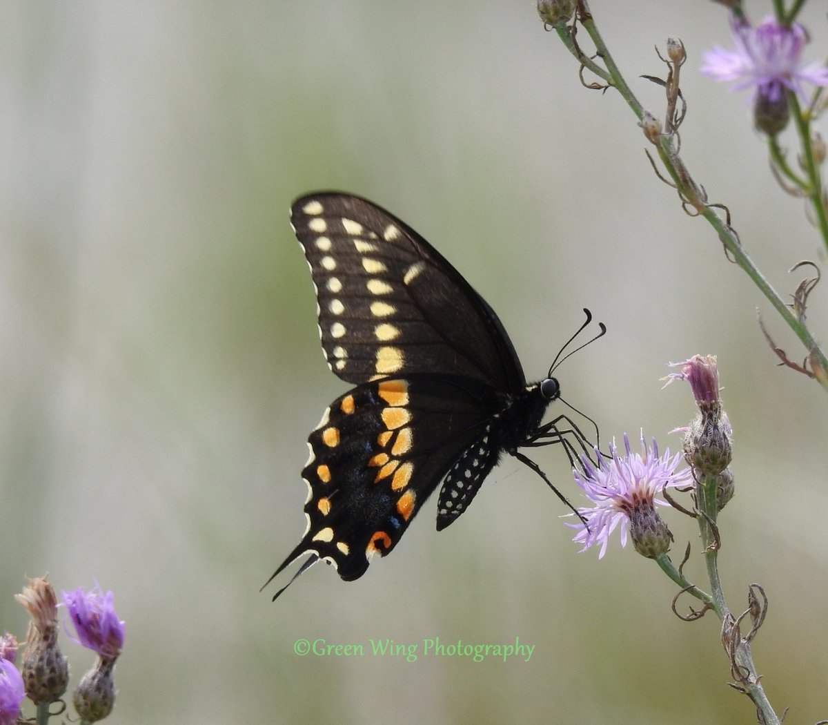 Swallowtail butterfly at Jones Beach this morning. #butterfly #swallowtail #nature #naturephotography #longislandnature #longisland #longislandny #jonesbeach