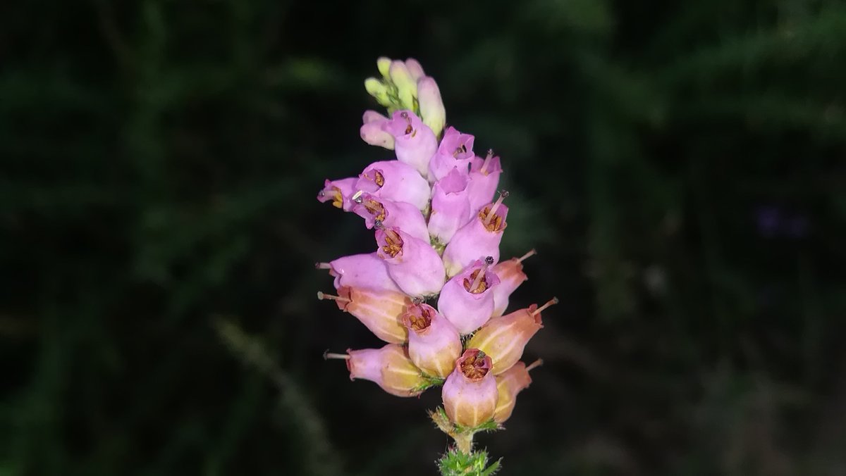 Erica ciliaris L. (Ericaceae).
#Galicia #Vigo #flores #twitter #verano #verano2021 #hierbas #plantas #llenatwitterdeflores #medioambiente #naturaleza #divulgación