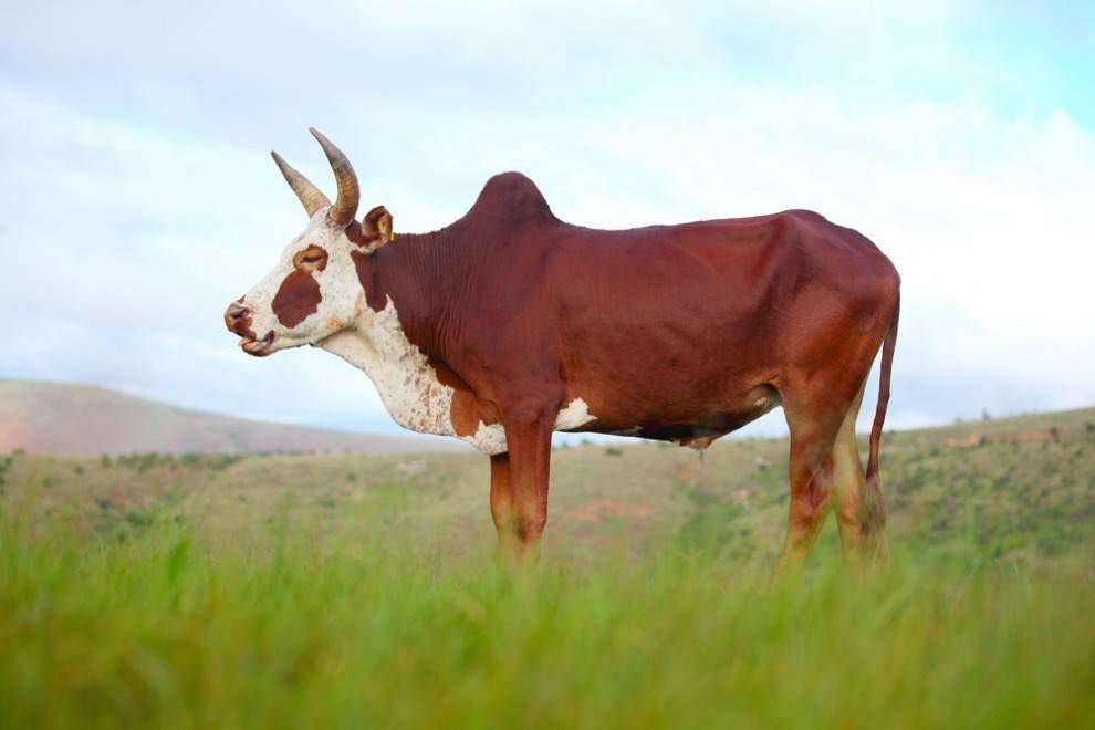 Cow tweet media