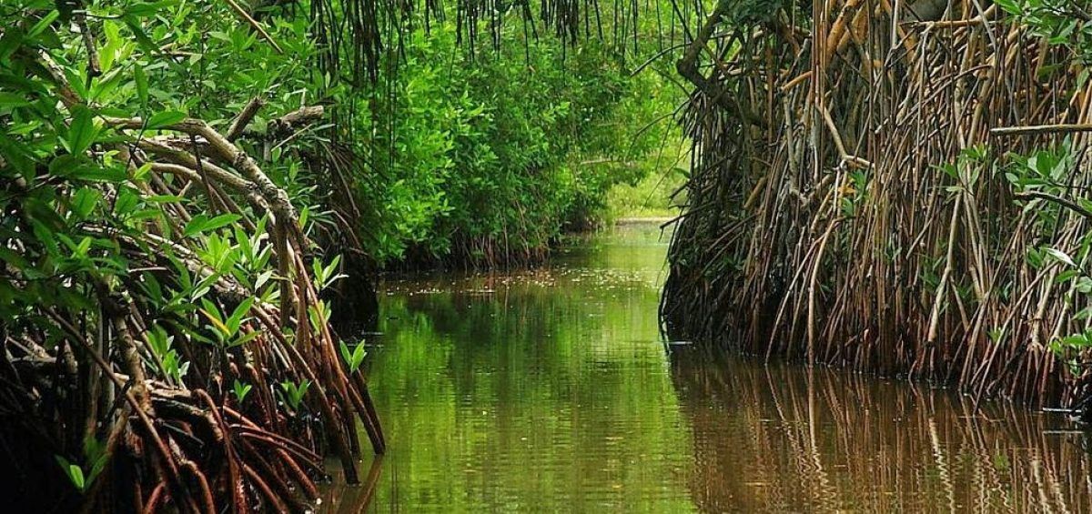 Son ecosistemas únicos.
Vitales en la dinámica marino costera.
Lugar de nacimiento de especies.

Manglares. Venezuela cuenta con muchos hermosísimos.

Hoy, Día Internacional para la Defensa del Ecosistema Manglar, insistimos en la necesidad de vivir en armonía con la naturaleza.