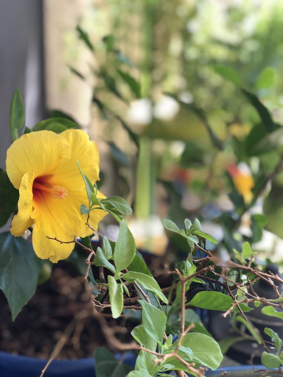 atravous's tweet photo. After a week of desert monsoons, when the sun finally comes out it's time to stop and smell the hibiscus.
π΅ββοΈπΊπ.
#monsoonseason #desertstorms #everythingisblooming https://t.co/kZ3ADWFsOk