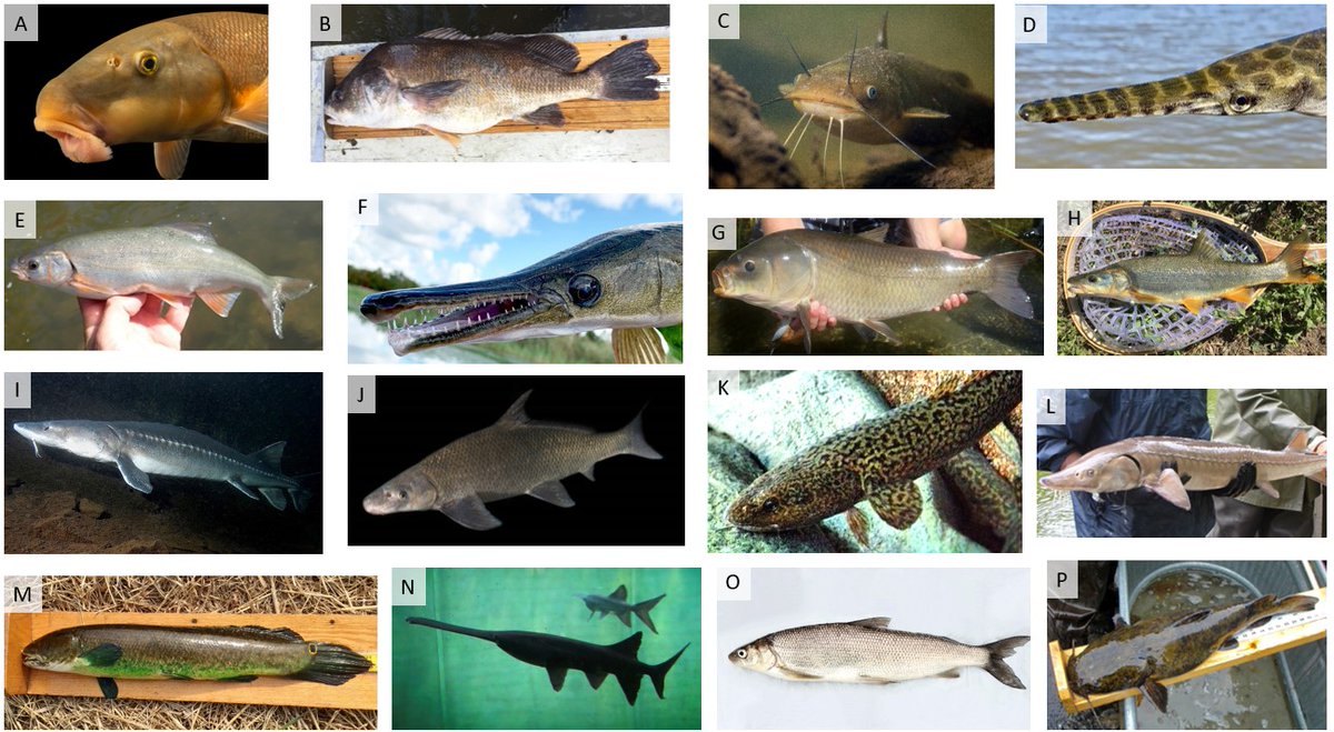 andrewrypel's tweet photo. I am so thrilled to share our ‘rough fish’ perspective paper, which is o-fish-ally live at Fisheries Magazine. There's a good amount to unpack in here, so it's 🧵time.

https://t.co/7YChbaWe37 https://t.co/P1VqXLy9FF