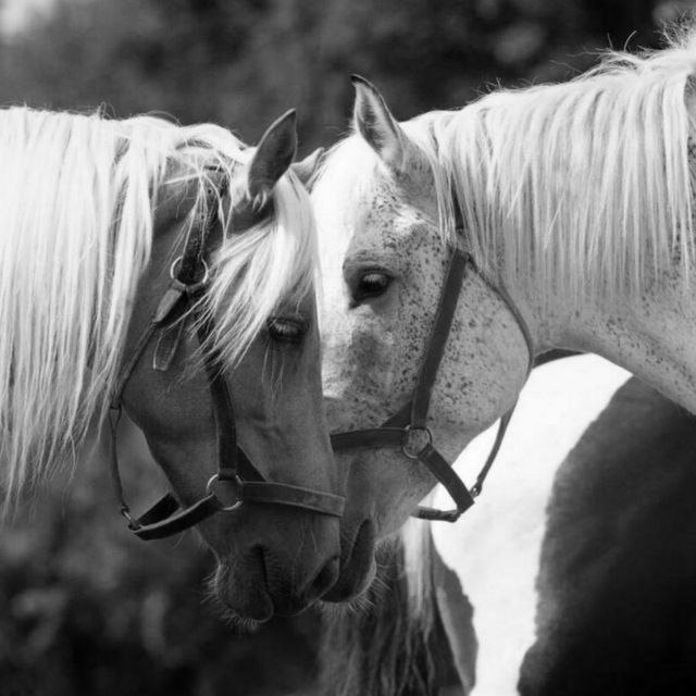 ليس كل هادئ خالي البال وليس كل صامت لا يبالي ففي الهدوء والصمت ألف حكاية و حكاية 🖤!
-