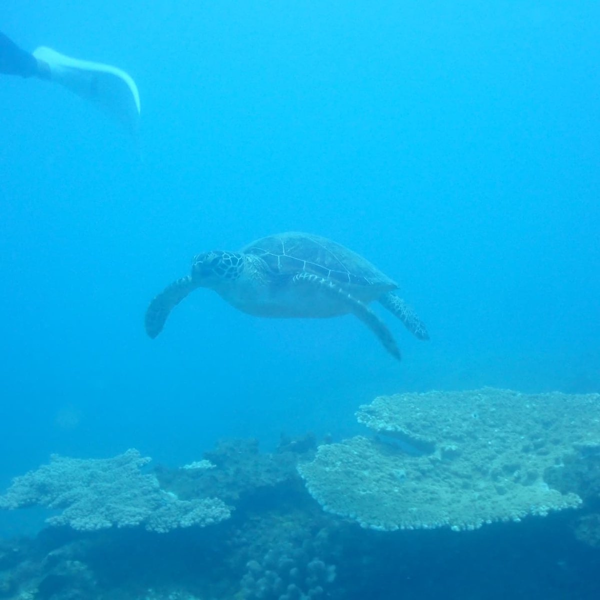 zTOMOzzTOMOz's tweet photo. #PAPA’S DIVING STUDIO #父島

安心安全·楽しい·快適ダイビング
#PADIインストラクター  #Instructor
#ノータッチサンゴマナー
#1Dive1CleanUp
#近くの海で潜ろう
#スキューバ  #Scuba
#ダイビング  #Diving
#ダイバー応援したい #Diver
#ダイビング好きな人と繋がりたい
#海好きな人と繋がりたい https://t.co/MEstsYdoE5