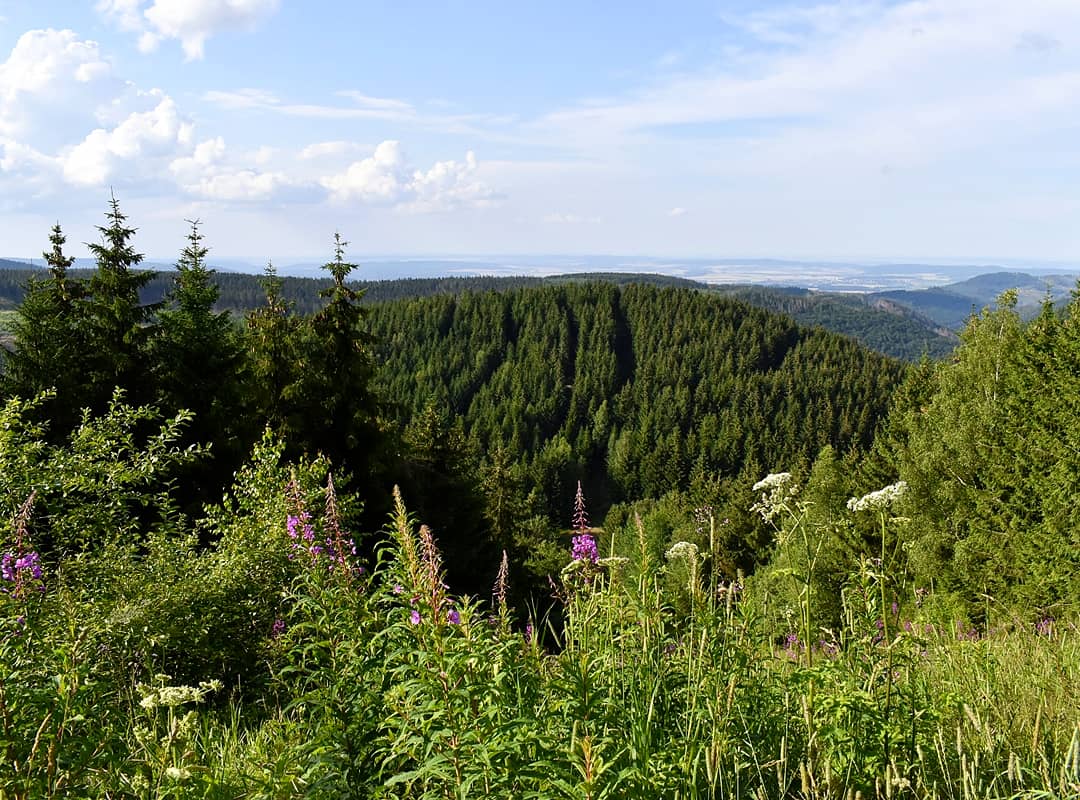 Kind_und_Kegel's tweet photo. Schöne Aussichten vom #Bocksberg im #Harz. 🏞 Die 727 Meter hohe Erhebung ist der Hausberg des Goslarer Stadtteils Hahnenklee. 🌲🌲🌲 #Natur #nature #photography #Foto #FOTOS https://t.co/aLSnmcIMTC