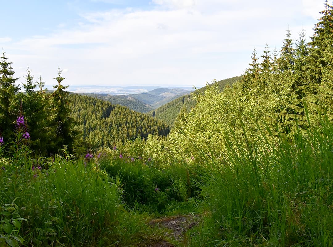 Kind_und_Kegel's tweet photo. Schöne Aussichten vom #Bocksberg im #Harz. 🏞 Die 727 Meter hohe Erhebung ist der Hausberg des Goslarer Stadtteils Hahnenklee. 🌲🌲🌲 #Natur #nature #photography #Foto #FOTOS https://t.co/aLSnmcIMTC