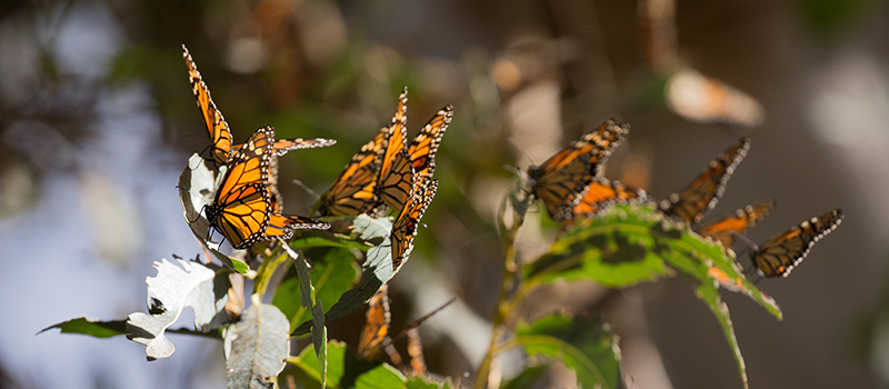PacificForest's tweet photo. Restoring and conserving #forests is the single most immediate and large-scale natural #climate solution, one which contributes immediately to #biodiversity #conservation. Learn more in @PacificForest Trust's recent #ForestFlash https://t.co/1j4NiLoAca https://t.co/SI7819tpB9
