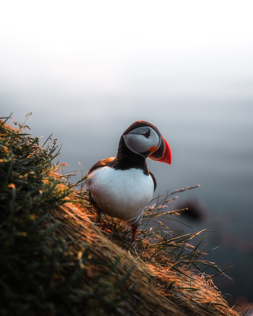 More Puffins