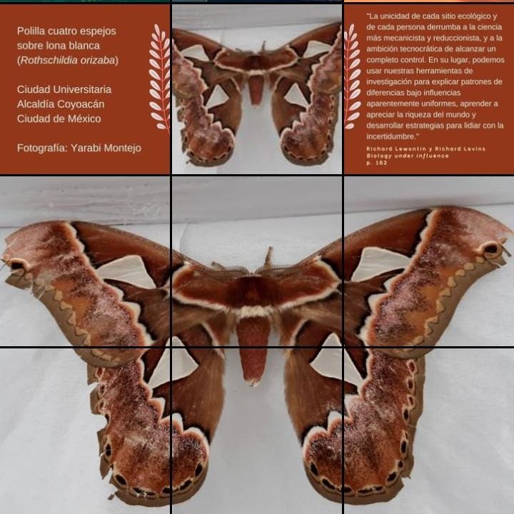 Pasen a conocer la cuenta de instagram "Lepidópteros urbanos". Un espacio en colaboración con el Laboratorio que busca compartir saberes en torno a las especies que habitan la CDMX, así como ser un lugar construido por la comunidad desde sus aportes. 

instagram.com/mariposario_ur…