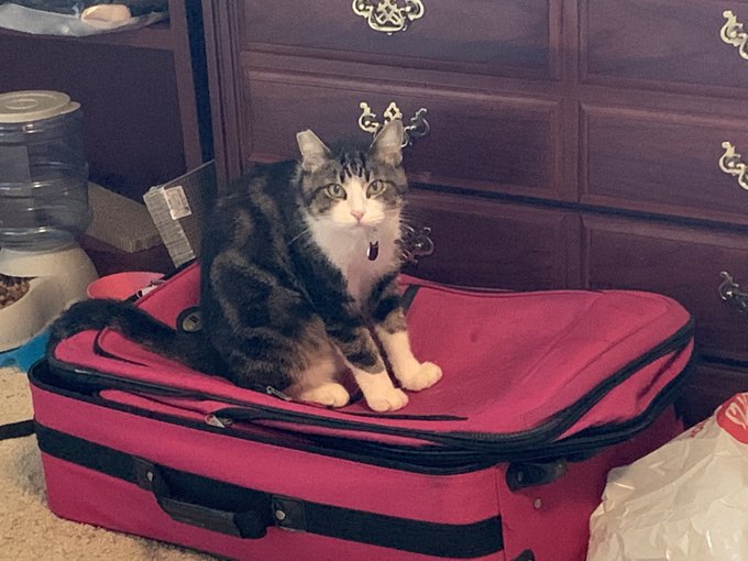 What is it with cats and suitcases?? https://t.co/VT5mYoovma<a href="/tag/mvsales"class="tags"><span>#mvsales</span></a>