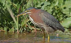 KutztownStrong's tweet photo. @NLSD_Supt Looks like a Green Heron https://t.co/VKbCiFnu12