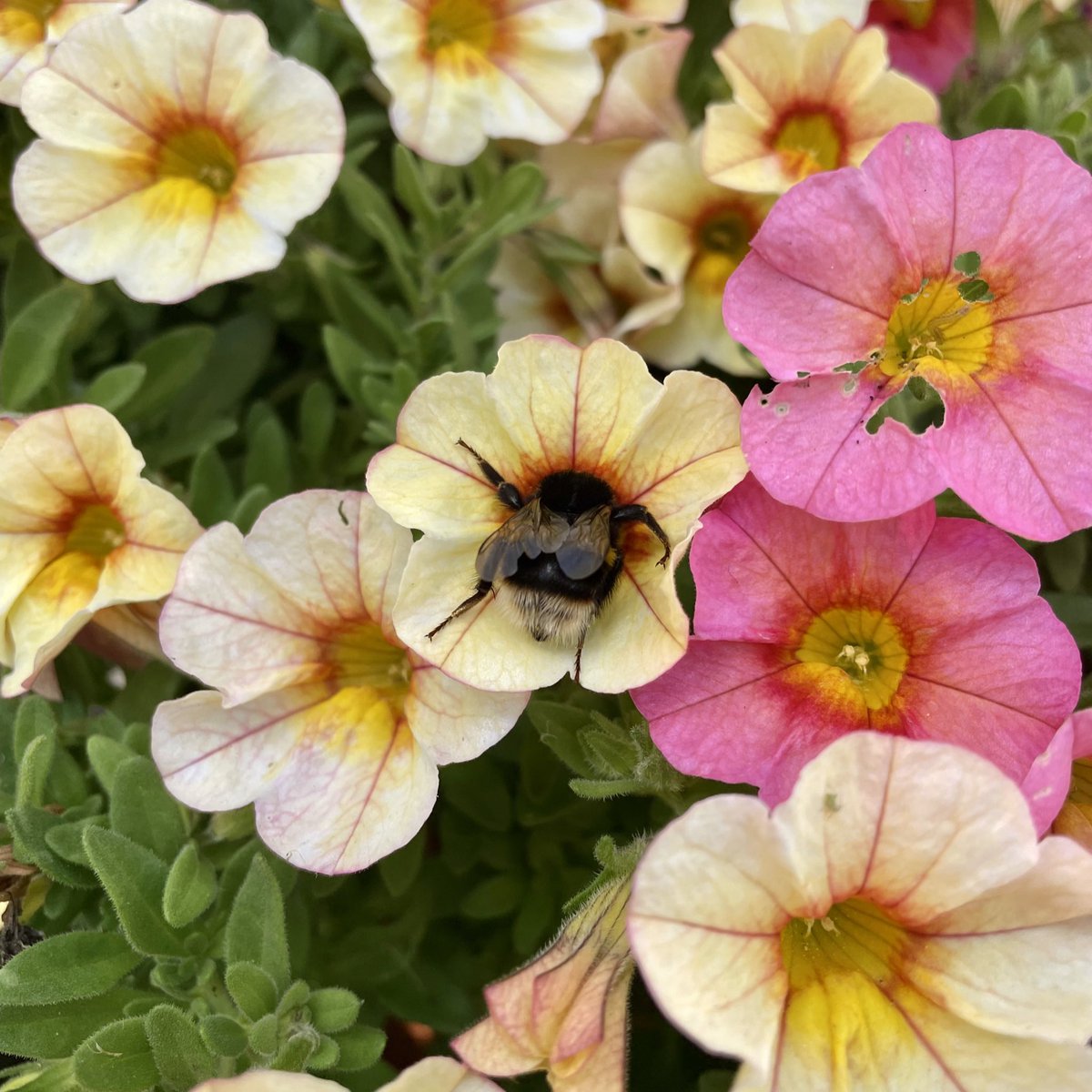 Kate_Rees's tweet image. The cutest sight😍 #savethebees