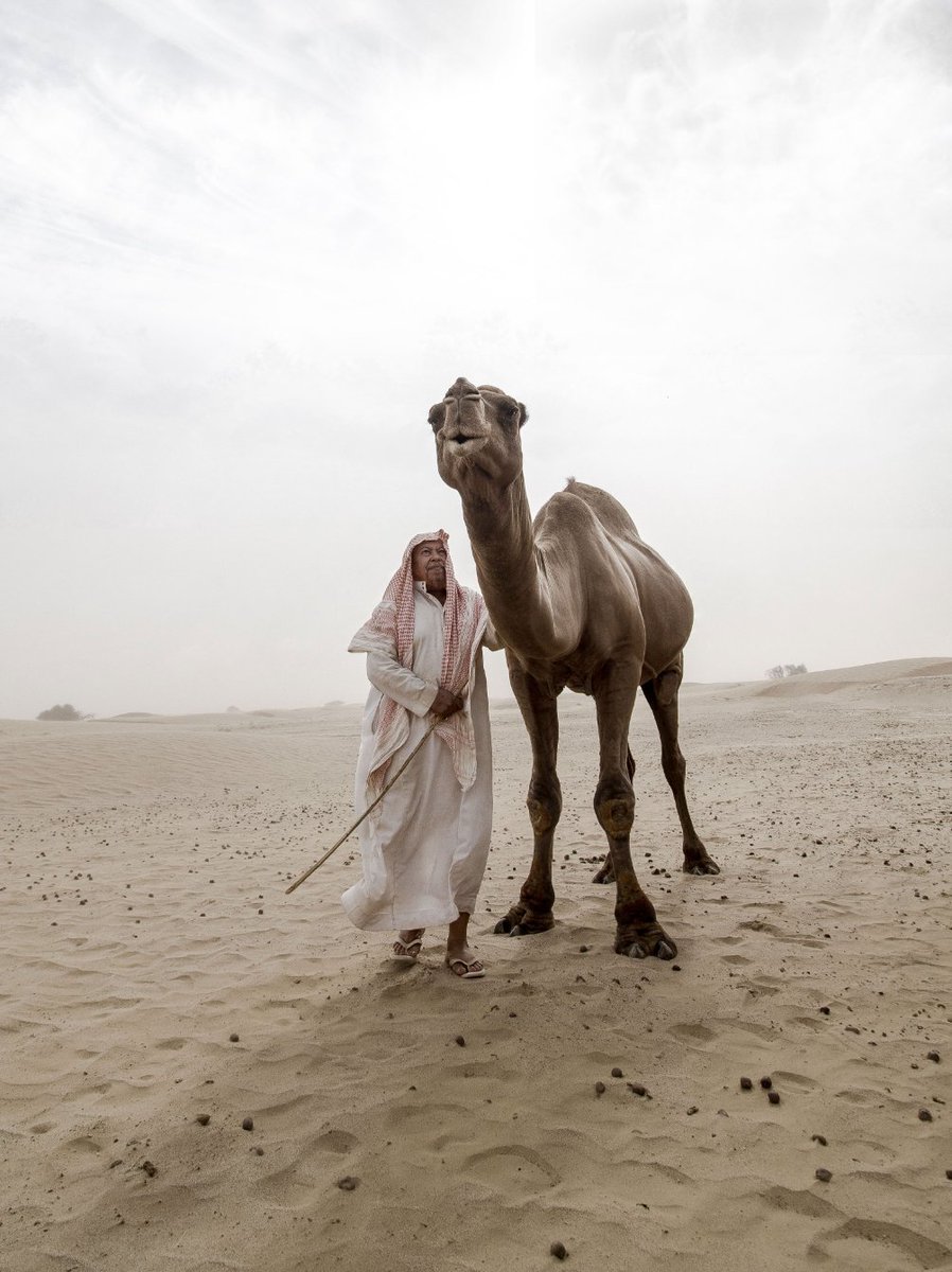 riyaskt257's tweet photo. Arabian Camel herder #camelherder #camel #desert #saudiarabia #photography #desert #sandstorm https://t.co/qSRV52m8ST