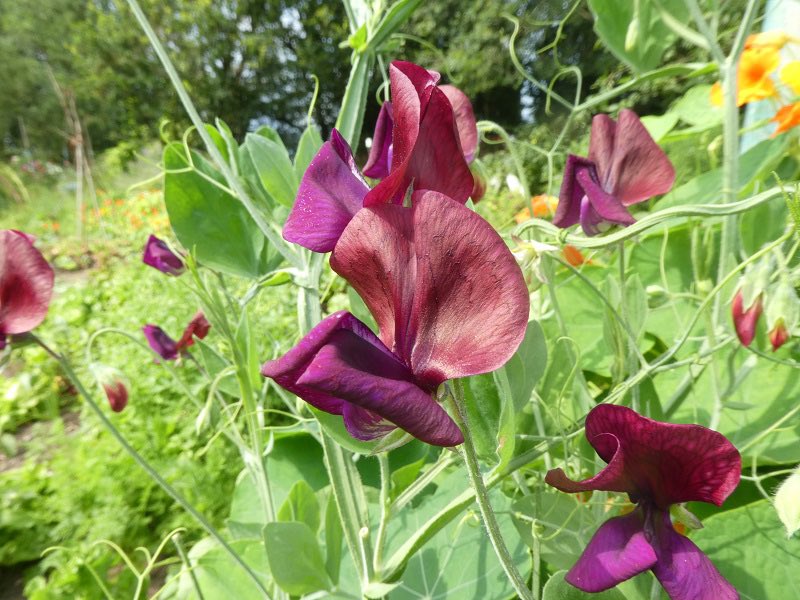 At our #IndieBookshop we grow lots of #pollinator friendly flowering plants and are proud to be part of the #SavingPollinators Assurance Scheme. Create your pollinator paradise with <a href="/DaveGoulson/">Dave Goulson</a> book #GardeningForBumblebees 

➡️ dragons-garden.com/product/garden…