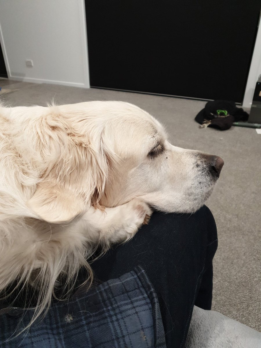 Tui dog tweet media
