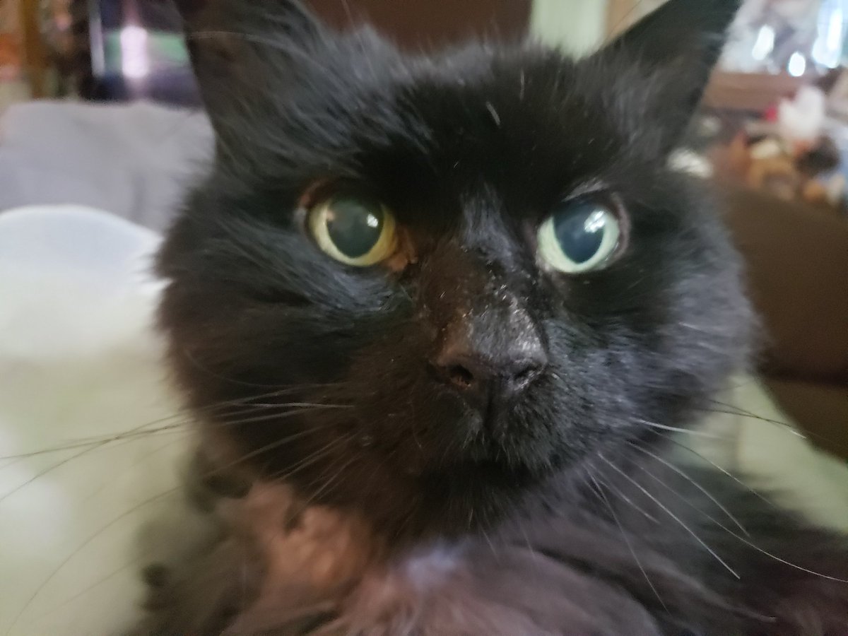 OoglieBean's tweet photo. "Why is there no more wet food?"
Because if you have more today, it'll give you the sh*ts, Puddin.
#PuddinBean https://t.co/2RbCxowoBw