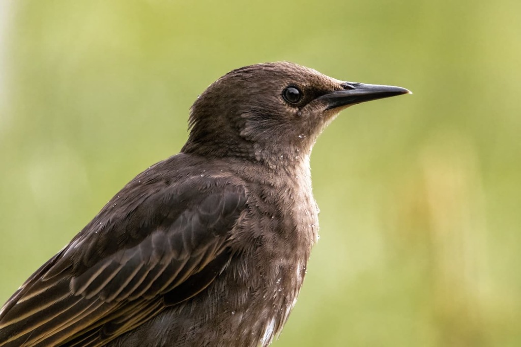 kevindc61's tweet photo. Starling - Sturnus Vulgaris - Spreeuw
_____________________________________

#birdphotography #birding #birdwatching #bestbirdshots #your_best_birds #allmightybirds #birdstagram #birdlovers #nuts_about_birds #feather_perfection #bird_watchers_daily #birds #kings_birds #eye_s… https://t.co/Frwm7srNIV