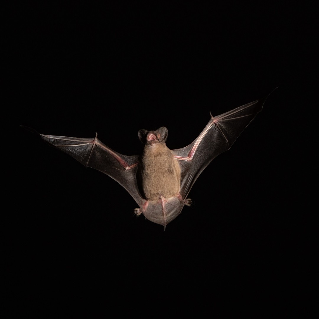 hungry_owl's tweet photo. WildCare's Living with Wildlife Photography Contest is back!

Read our guidelines and submit your animal or nature photograph on our website at https://t.co/jMiDdU9lZl by September 24th for a chance to win $500 and a feature in an upcoming WildCare print newsletter! https://t.co/UsWqsO6J5D