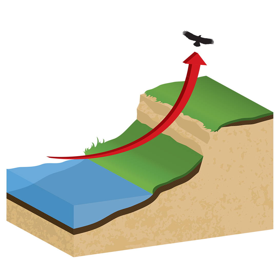 EAGLE 101: GETTING A LIFT Eagles use two types of lift to aid flying: "thermal" lift involves riding currents of warm, rising air (think sunny days), and "orographic" lift involve riding air currents forced upwards when they hit a cliff face like bluffs (pictured). 🦅👍#OnlyinMN