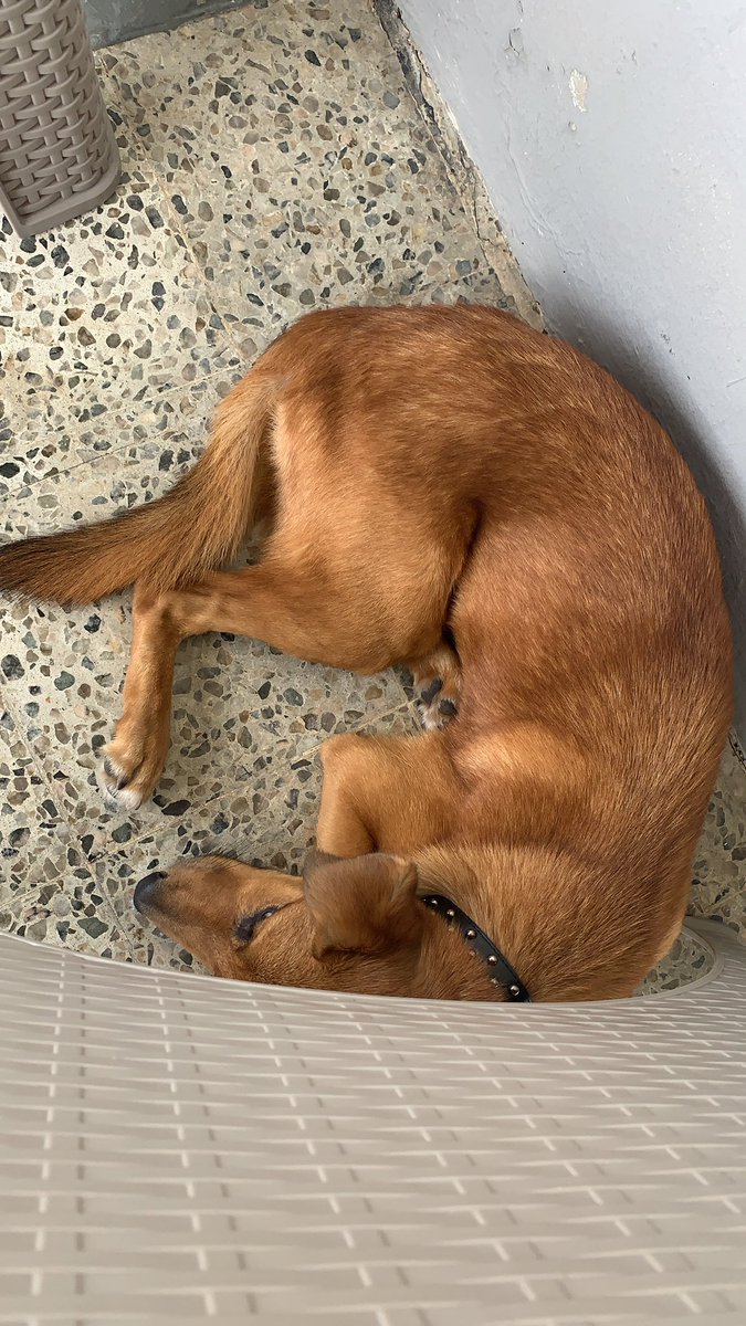 kvmilyvnnie's tweet photo. Hi,Me veo en la obligación de hacer este tweet porque necesito de su ayuda.Deben realizarle una operación a mi perra Koko, porque tiene una obstrucción. Es una operación muy costosa, valorada en 1,167.85. Si me pueden ayudar se los voy a agradecer. Mi ath movil es: 787-532-7402. https://t.co/IXC7xs77WZ