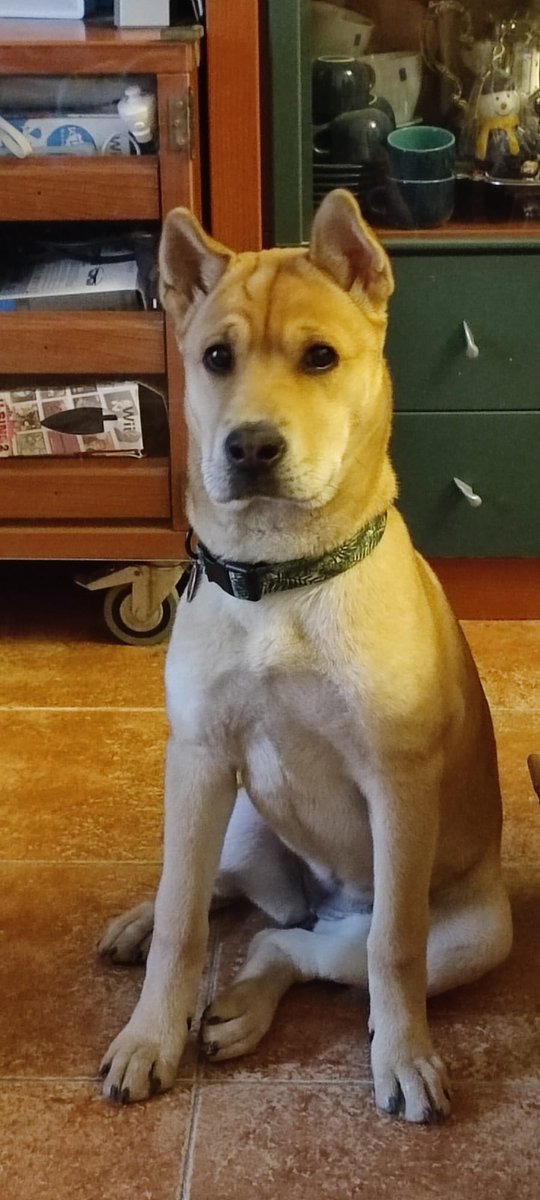 mirad lo que ha crecido mi perro en DOS MESES