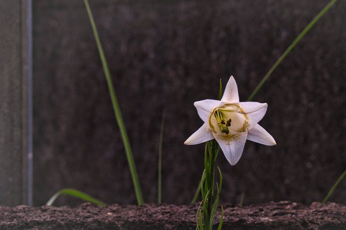 道端の花のtwitterイラスト検索結果