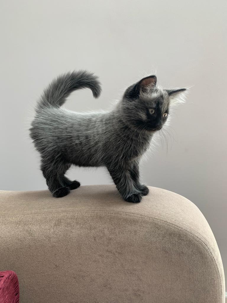 Loki tweet media