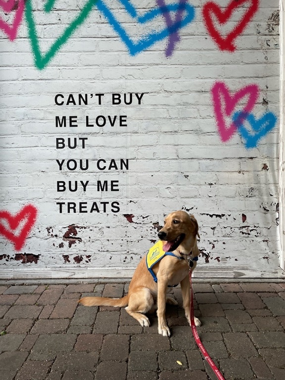 StateFarm's tweet photo. With the hard work & training he's accomplished, our service dog in training, Tavi, has definitely earned a few treats!
Visit https://t.co/i00E46jhBg to learn more about how to help @canineorg change the life of a person with a disability.
#GoodNeighbor #DisabilityIndependence https://t.co/r74PTzopKi
