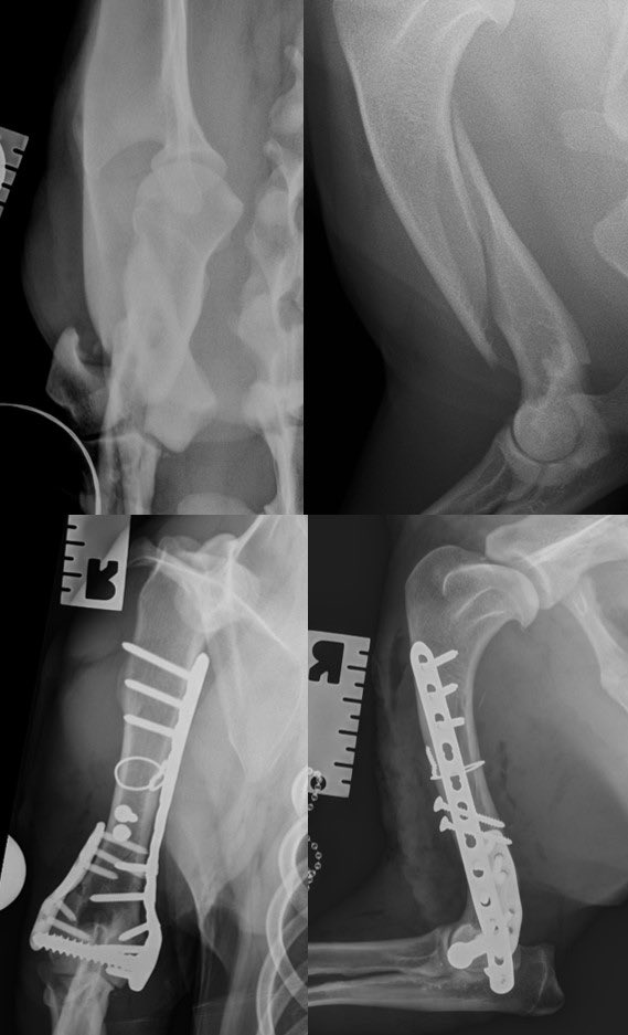 Meet Mac and his unusual, spiral dicondylar fracture. Kept me and the fantastic ⁦@CGVetSpecialist⁩ team busy today. Thank heavens for the ⁦<a href="/FusionImplants/">Fusion Implants</a>⁩ LEAP to save a bit of time@near the end.