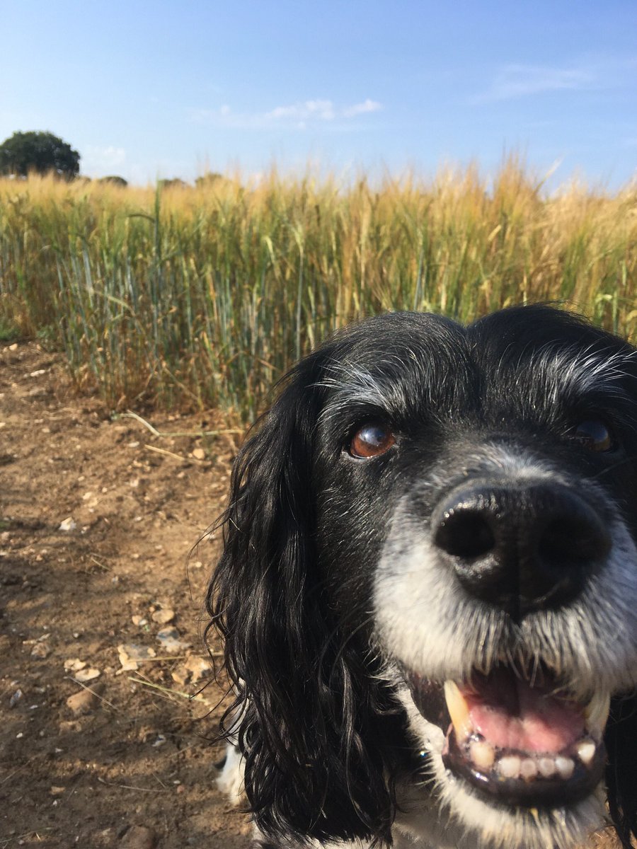 ljsvickery's tweet photo. #NationalDogPhotographyDay summer evening walk amongst the wheat fields https://t.co/AlK4OhEler