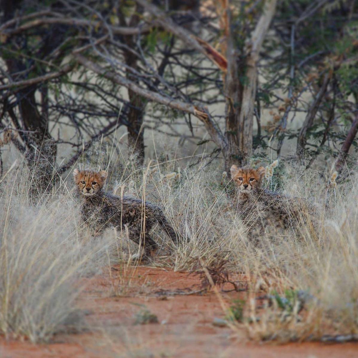 Peek-a-boo 👀

There’s nothing more fulfilling than seeing the young flourish in the wilderness.🌱 Watching, observing and learning everything they need to survive from mom.🐾 

📸: Caprivi Steve