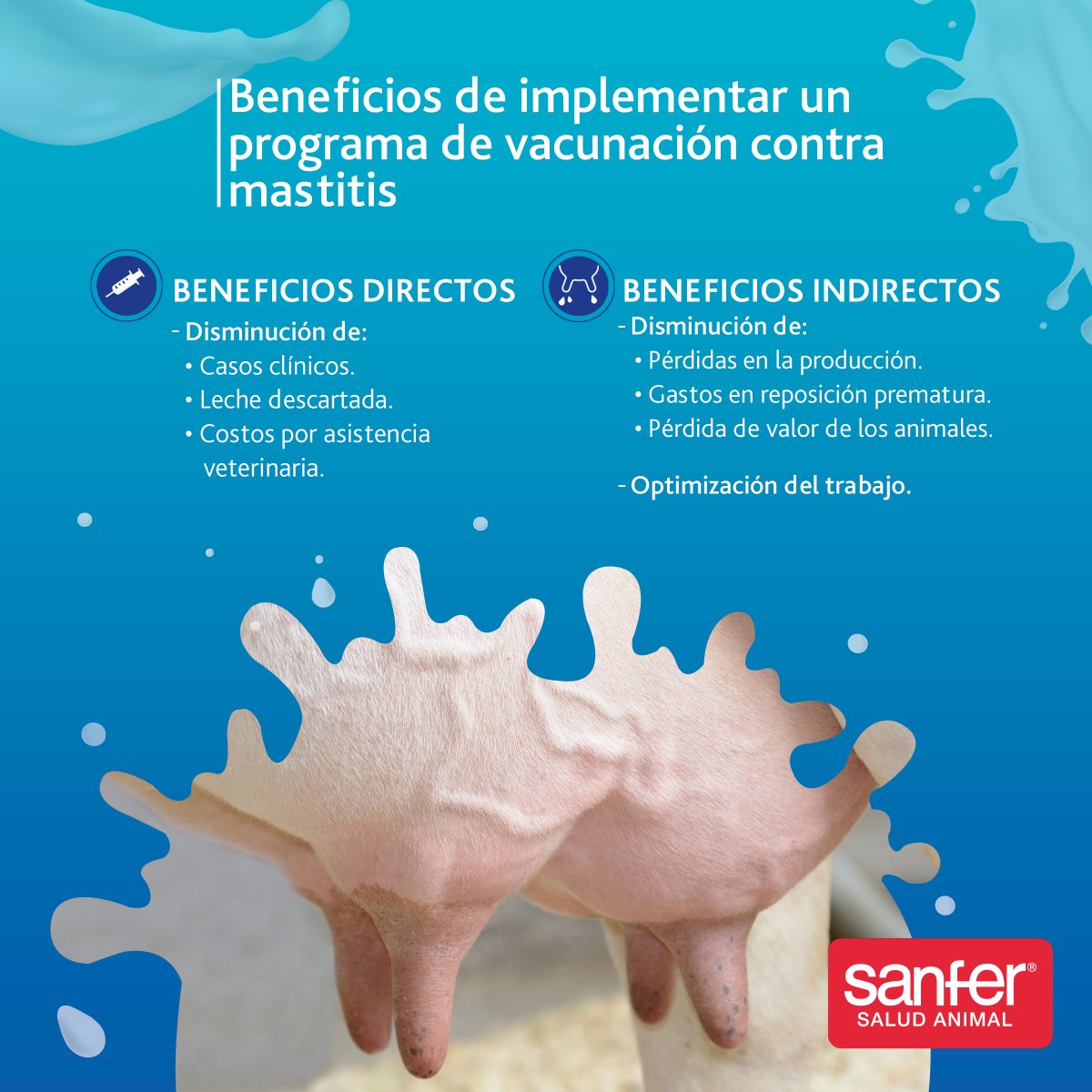 SanferSaludA's tweet photo. Conoce algunos beneficios de implementar un programa de vacunación para prevenir casos de #mastitis en tu ganado y evitar pérdidas en la producción.
#SanferSaludAnimal #Mastivac https://t.co/cq1cPHipPZ