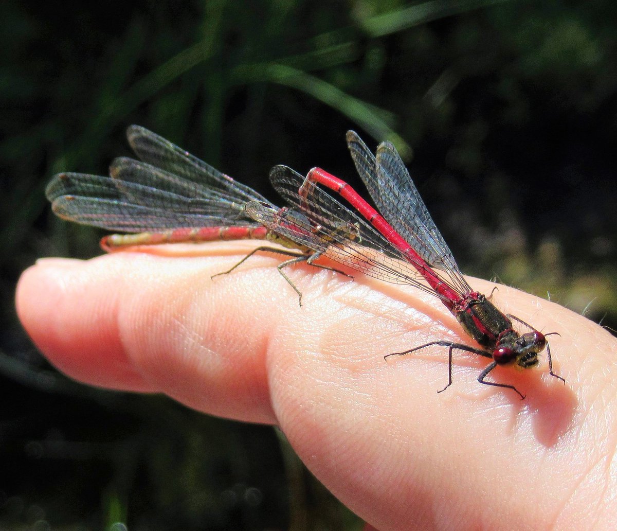 A pair of damselflies clasped together landed on my finger! #LargeRedDamselfly #Ardgartan