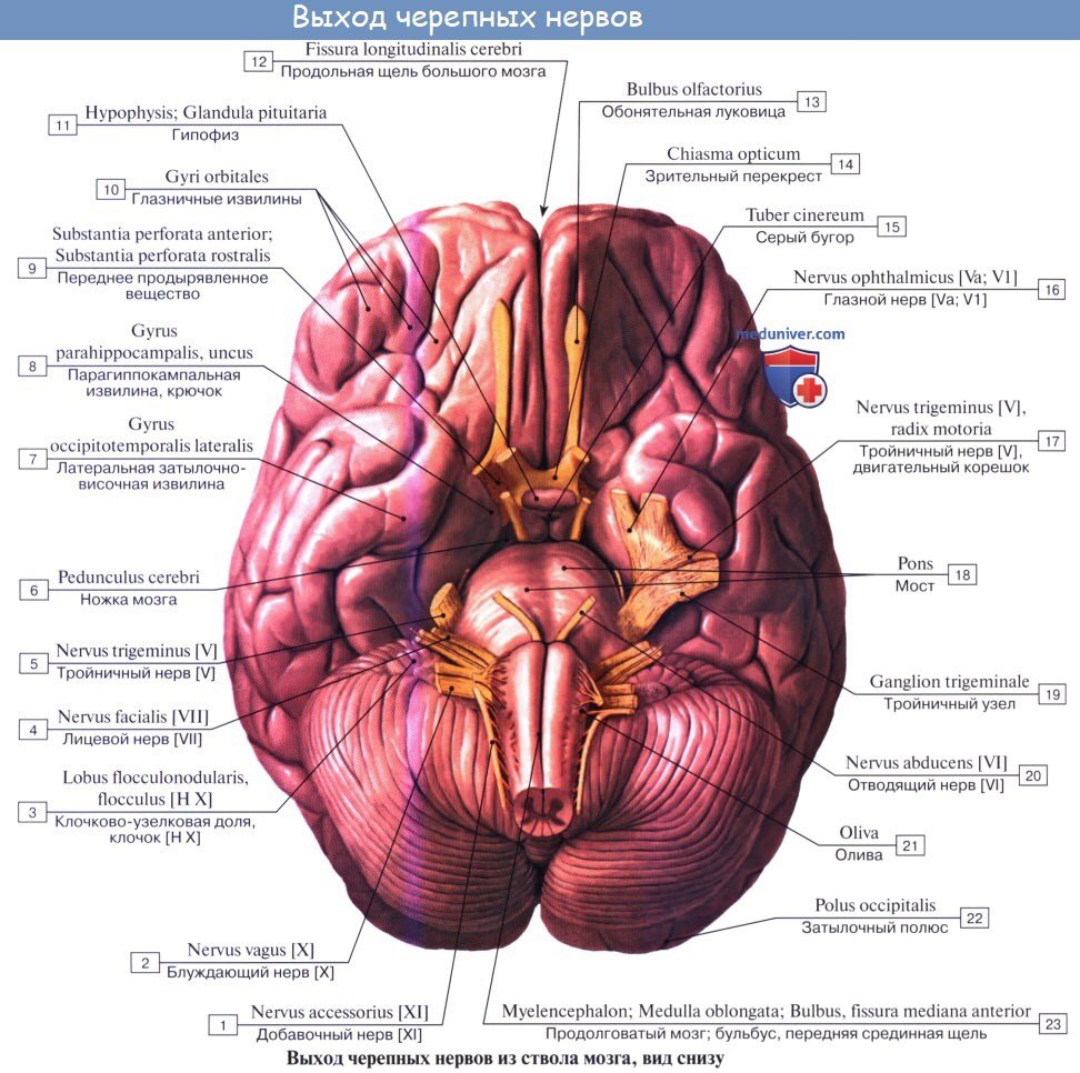 Место выхода нерва из мозга. 12 Пар черепно мозговых нервов анатомия. 12 Пар черепных нервов анатомия выходы из черепа. Выход 12 пар черепных нервов из мозга. Ядра 12 пар черепных нервов анатомия.