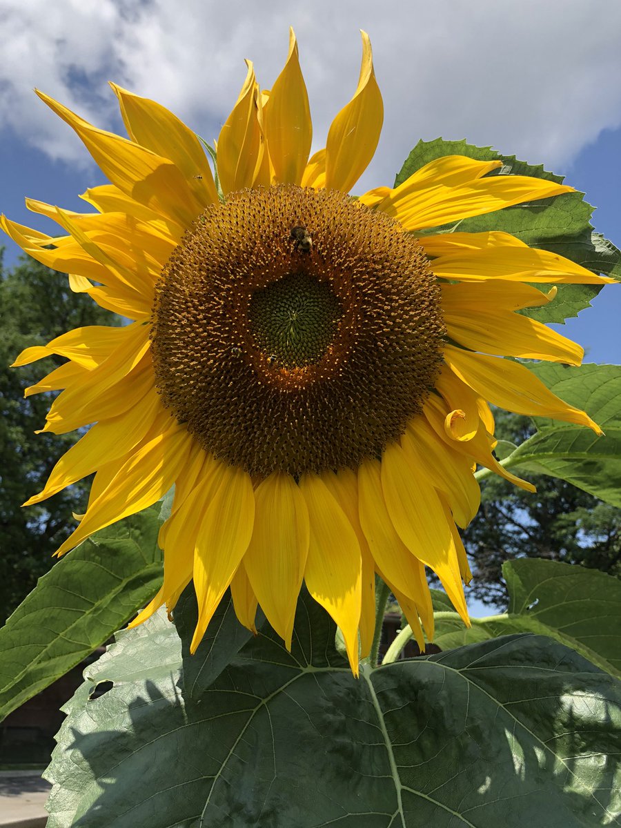 bennett_mca's tweet photo. Meet up at the school garden at 10am this Wednesday, July 28th to weed, plant and harvest! #community #learnoutside #schoolgardens https://t.co/qO56VFz8FT