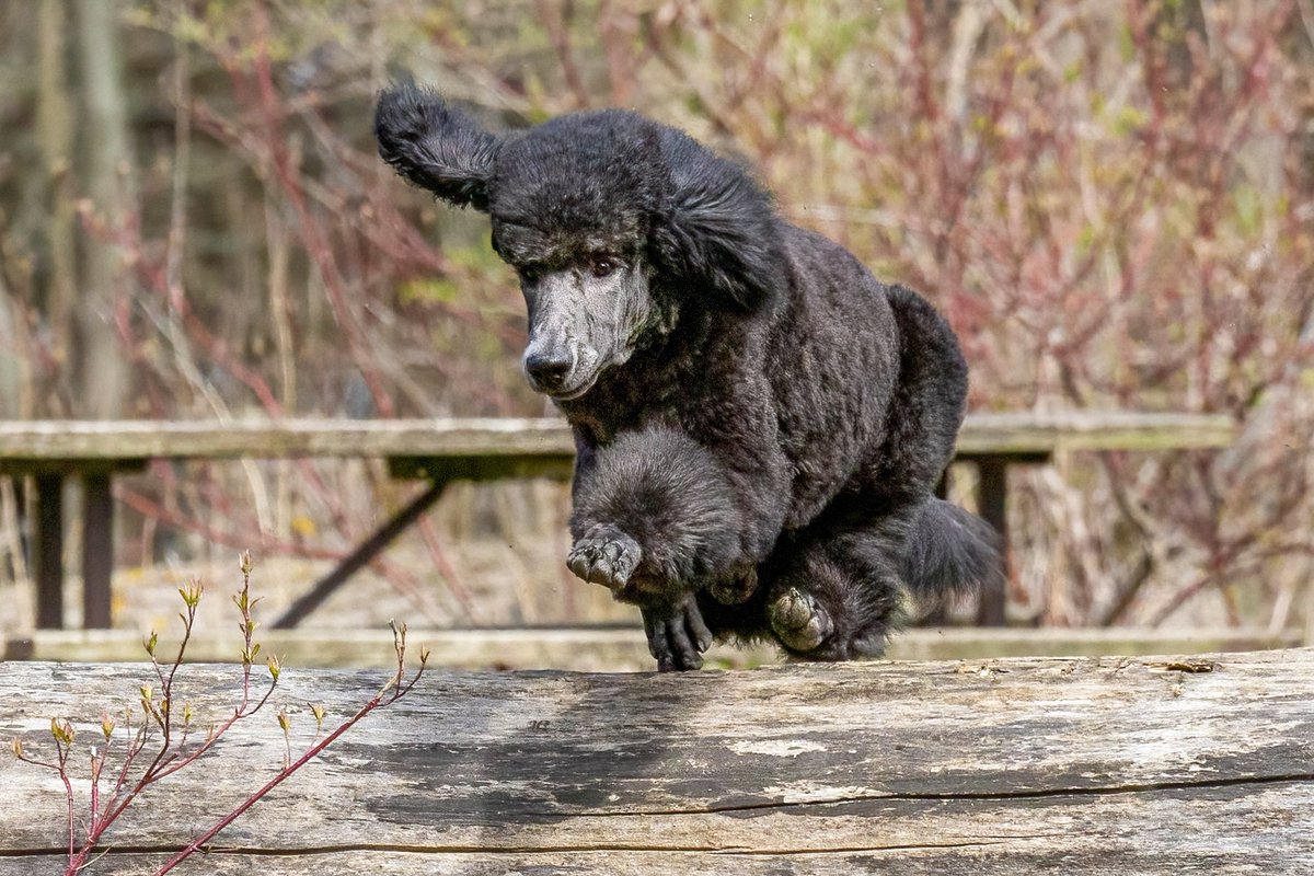 fraulinegretz's tweet image. Captured the first time he made the jump over the log @petvalu #PVCastingCall2021