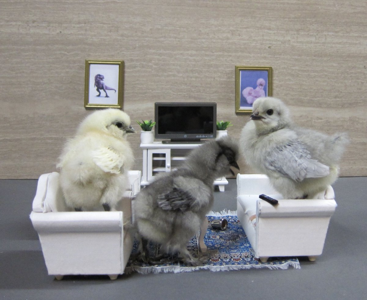 Part 2: The kids have returned home and have instantly begun fighting over the remote. 🙄Mom has had enough and retreats to her room, leaving Dad to deal with the kids and the remote. #thechickhousechronicles #mypetchickenofficial