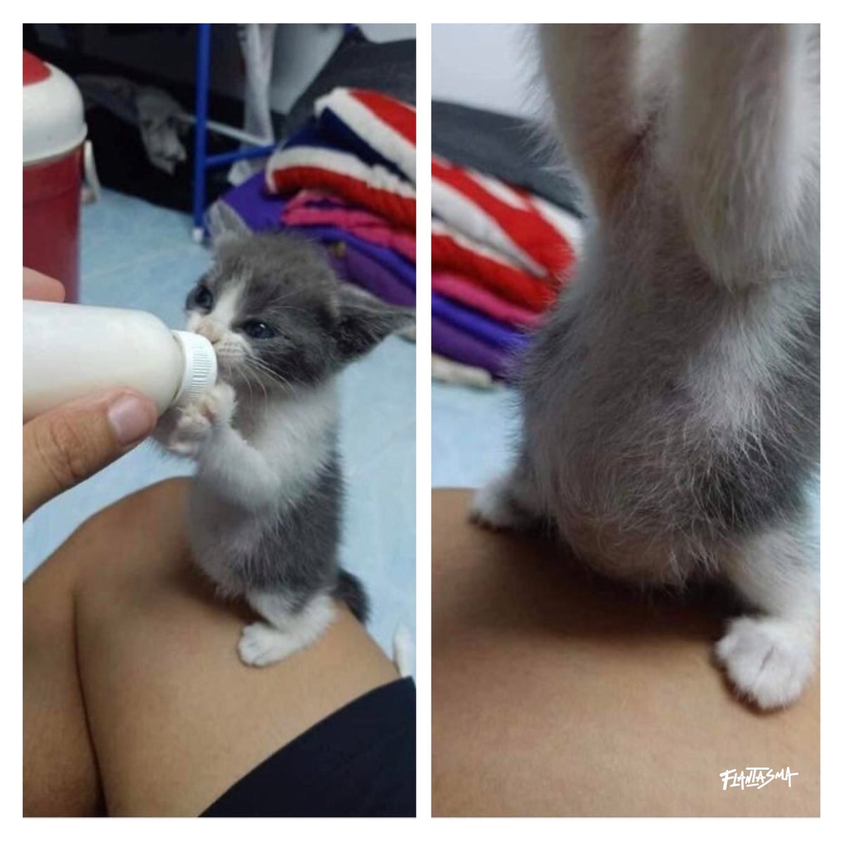 flanti (@flantasma) on Twitter photo 