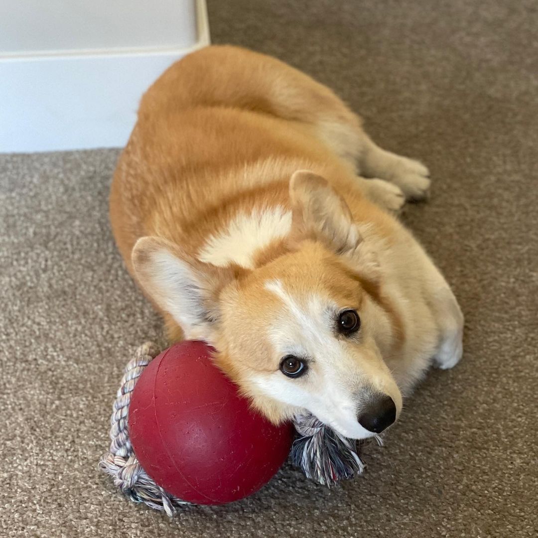 CommunityCorgi's tweet image. Do you love Corgi Dog?🤩
Who love this?🥺
Follow us👉 for more content! 😻🥰
 
❤️Double tap⁣❤️
_
_
#CorgiCrew #Corgi #corgiofTwitter