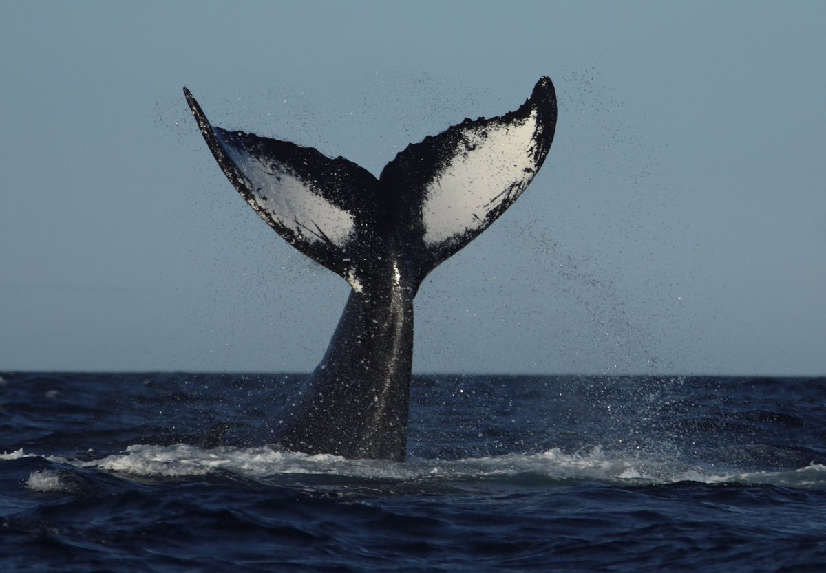 diggerjones27's tweet photo. Another beautiful night in Trinity.  Get out and do what you love.  #whalewatching #livingthedream @seaofwhalesnl #humpbacks @CanadianPhotogs @CanGeo @downhomelife @NLtweets @NatureCanada #YourBackyardBeckons #explorenl @ExploreCanada @whalesorg @WhaleTalesOrg https://t.co/8bdsCoUMoi