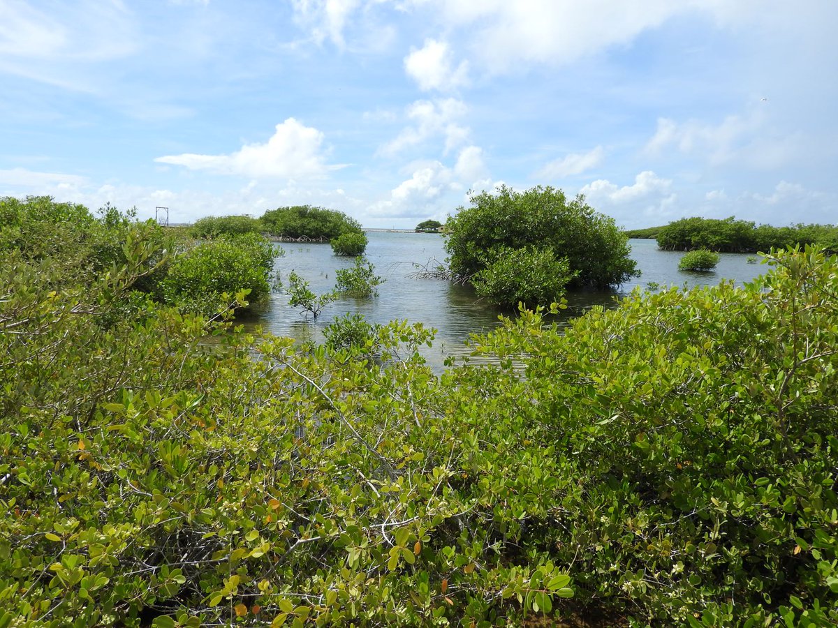 UNESCO Caribbean #Education #Sciences #Culture tweet media