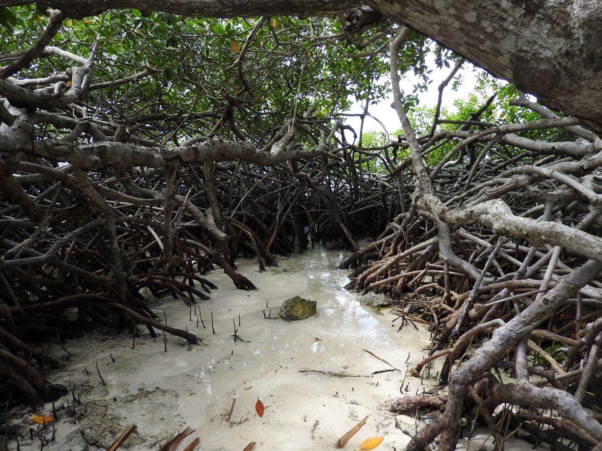 UNESCO Caribbean #Education #Sciences #Culture tweet media