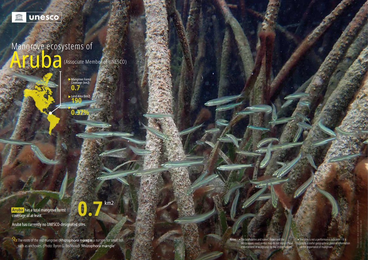 Happy #MangroveDay!

In Aruba, Mangroves
✅are home for biodiversity.
✅play an important role in protecting the coast from natural hazards.
✅support the mitigation of climate change.

Follow our six-day Caribbean Mangrove poster series 
Day 1⃣ - #Aruba
bit.ly/3iFCGpz