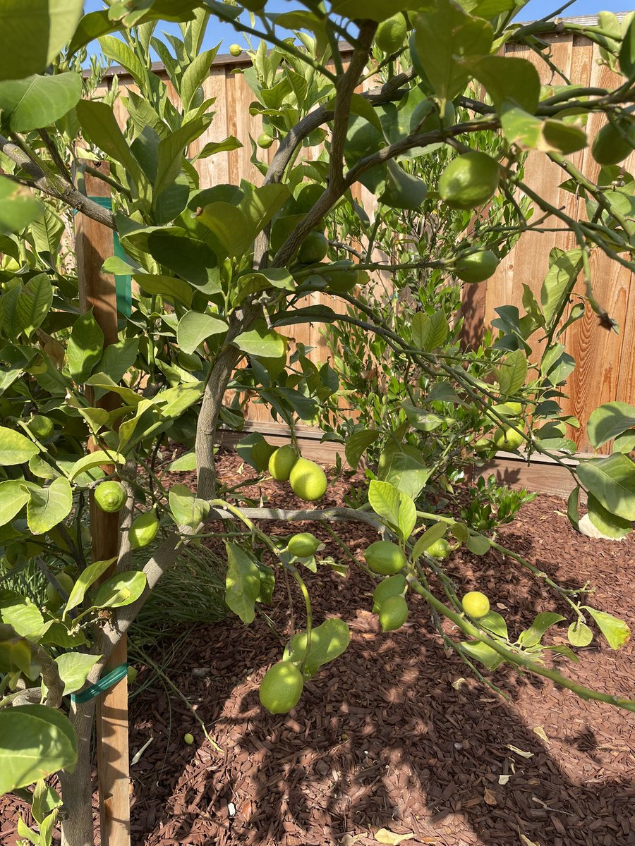 ashray5's tweet photo. @adamnash Tomatoes and lemons https://t.co/cbsO13x52l