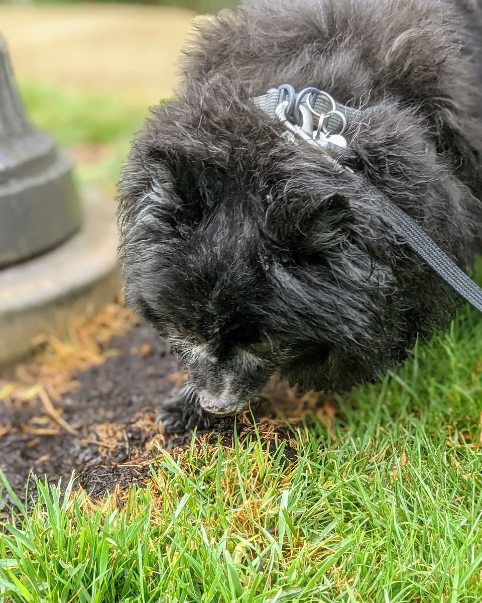 OCRawLife's tweet photo. We got some much needed rain here in California. But Im not too sure Bua enjoyed it as much as his brother!
#realfood #rawfed #rawfeeding #rawfeddogs #rawfedcats #ocpets #occats #ocdogs #rawfedpets #ocrawlife #oc #cali #rainydays #whydoesitalwaysrainonme https://t.co/WbOVIEcuMa