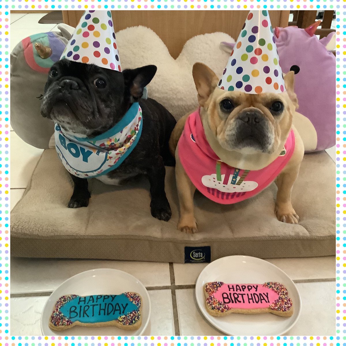 <a href="/TinyIsLove/">The Life of Tiny</a> Happy Birthday sweet girl!!!!🎂🎁🎈🎉🎉Love Mimi &amp; Monte ❤️❤️